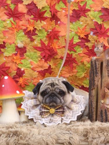 20241121くりこちゃん